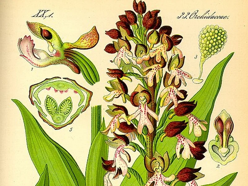 1840-Otto Wilhelm Thomé - Orchis purpurea0